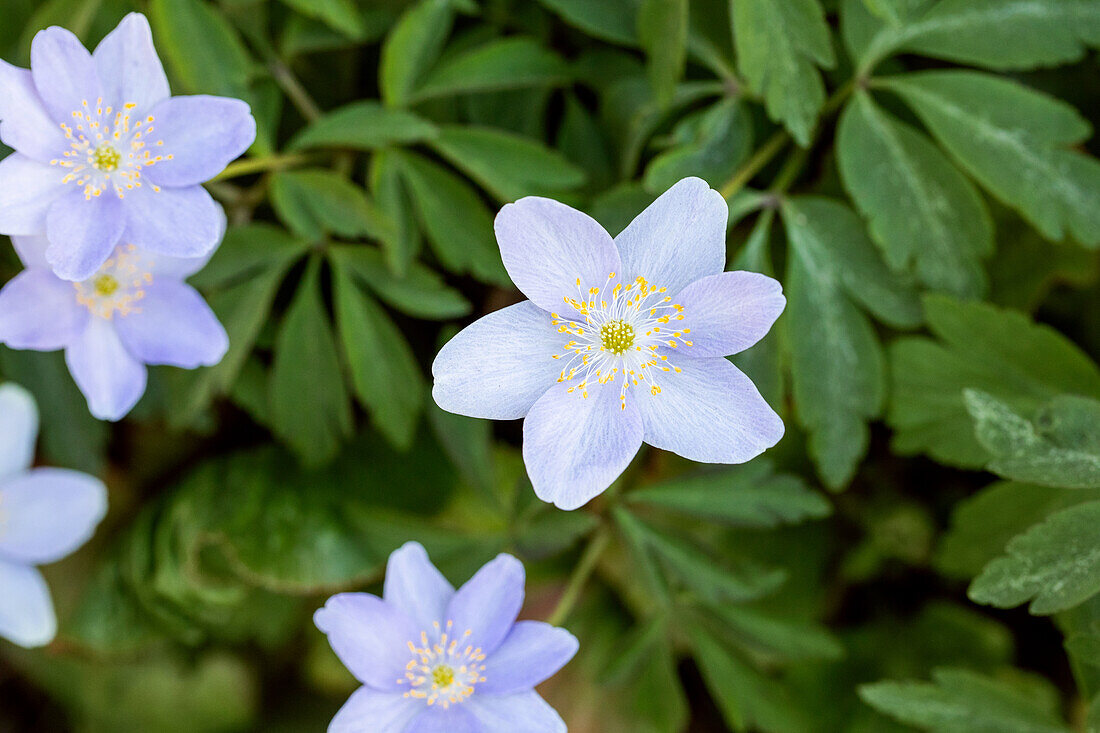 Anemone nemorosa 'Royal Blue'