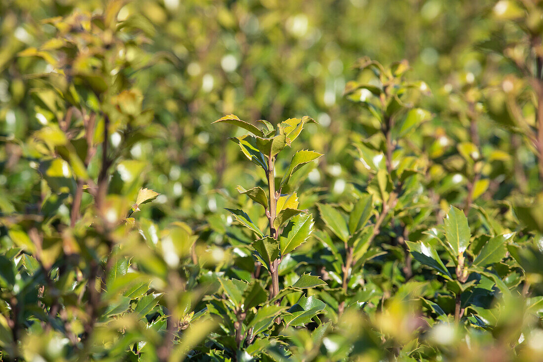 Ilex meserveae 'Little Rascal'®