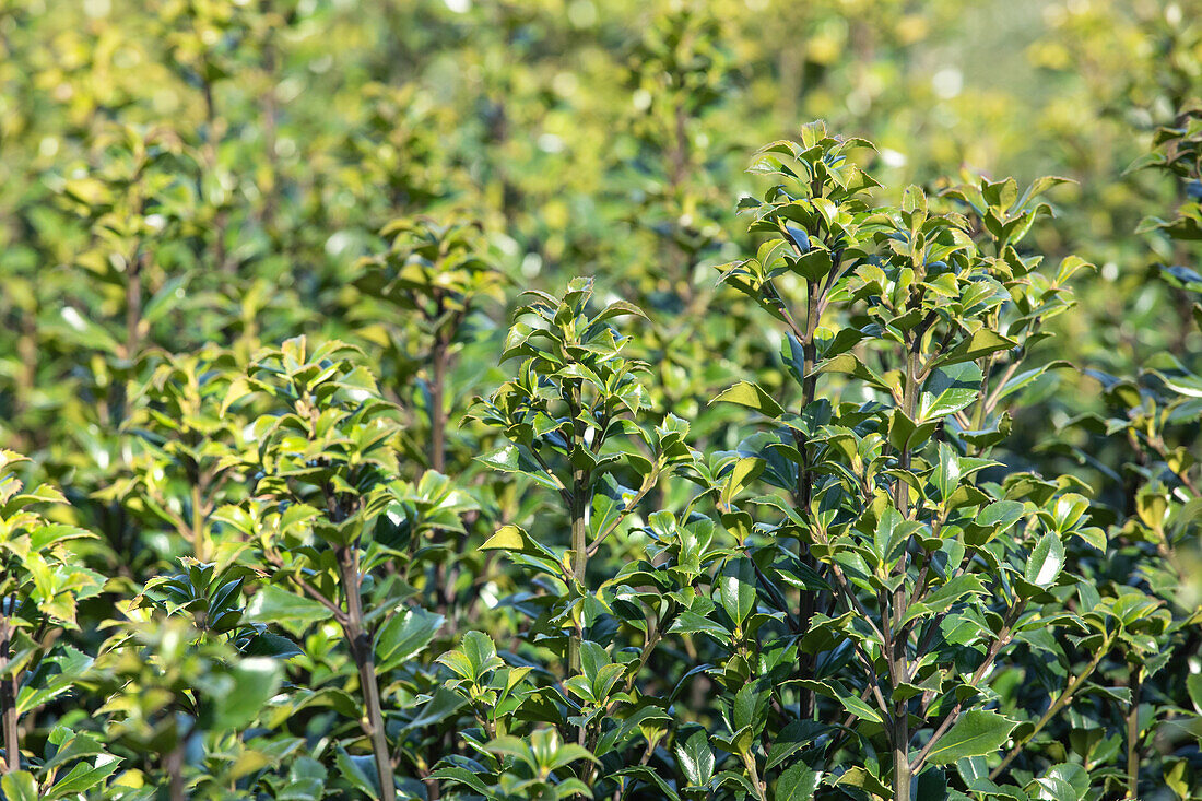 Ilex meserveae 'Heckenstar'(s)