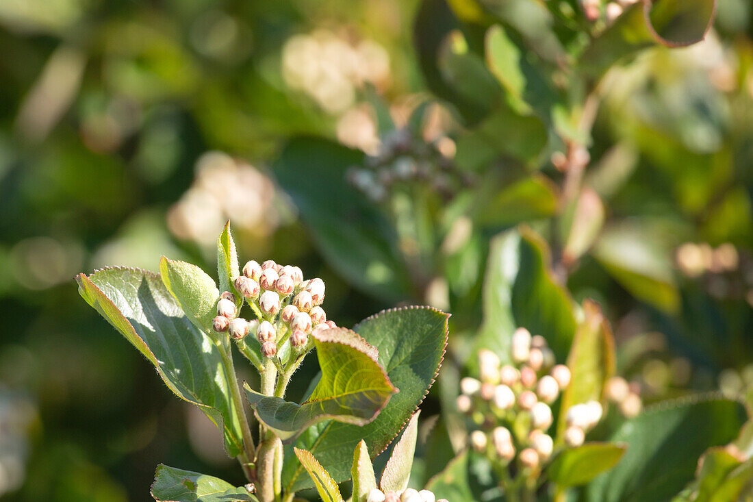 Aronia melanocarpa 'Aron'