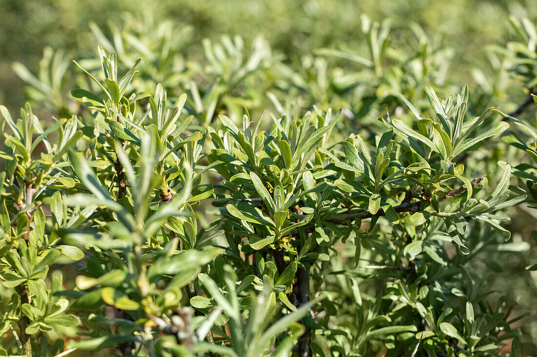 Hippophae rhamnoides 'Sirola'(s)