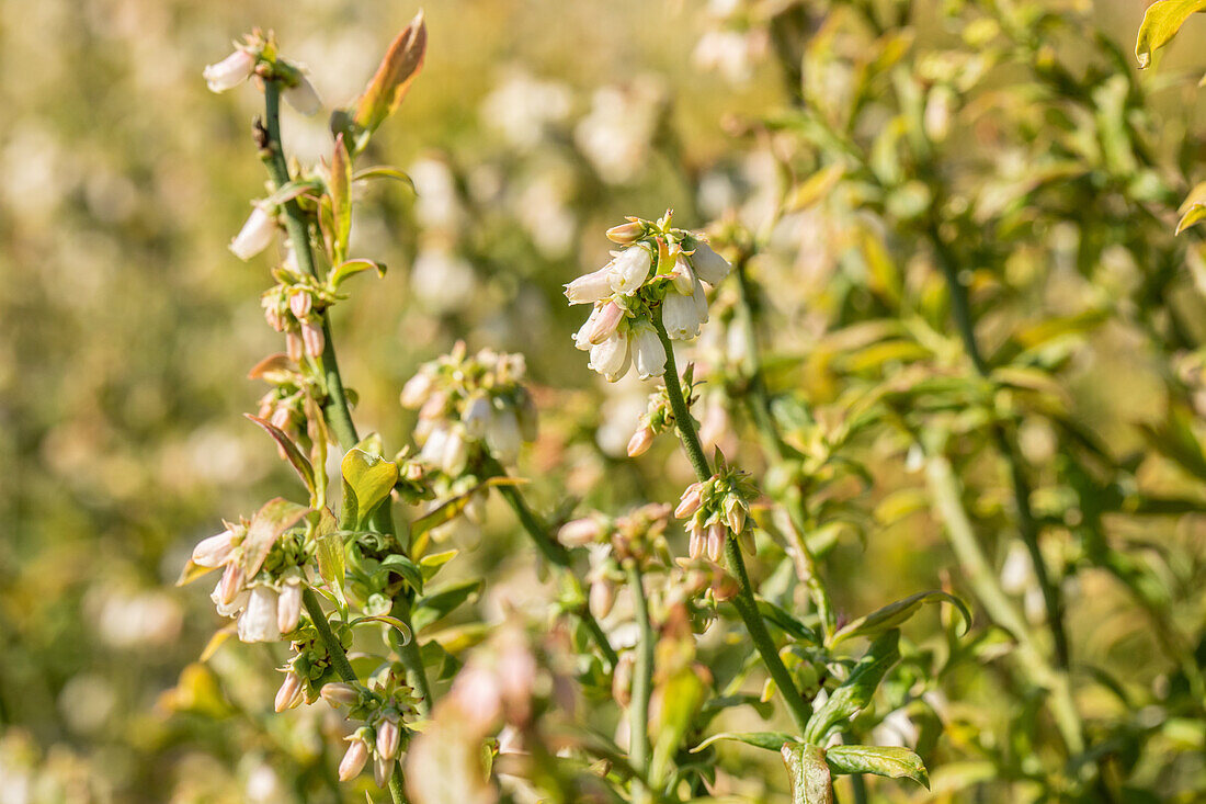 Vaccinium corymbosum 'Hortblue Petite'®