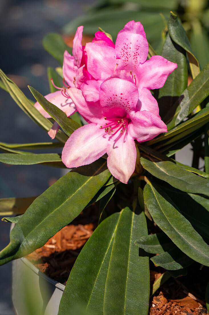 Rhododendron makinoi 'Pink Pearl'