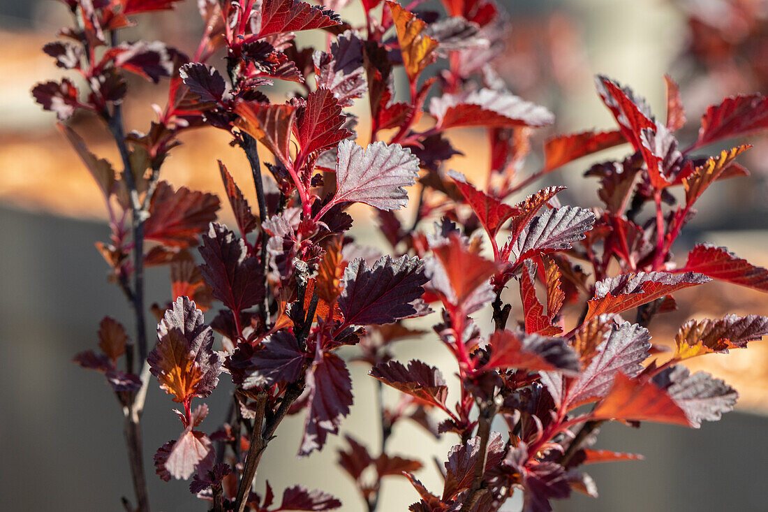 Physocarpus opulifolius 'All Black'®