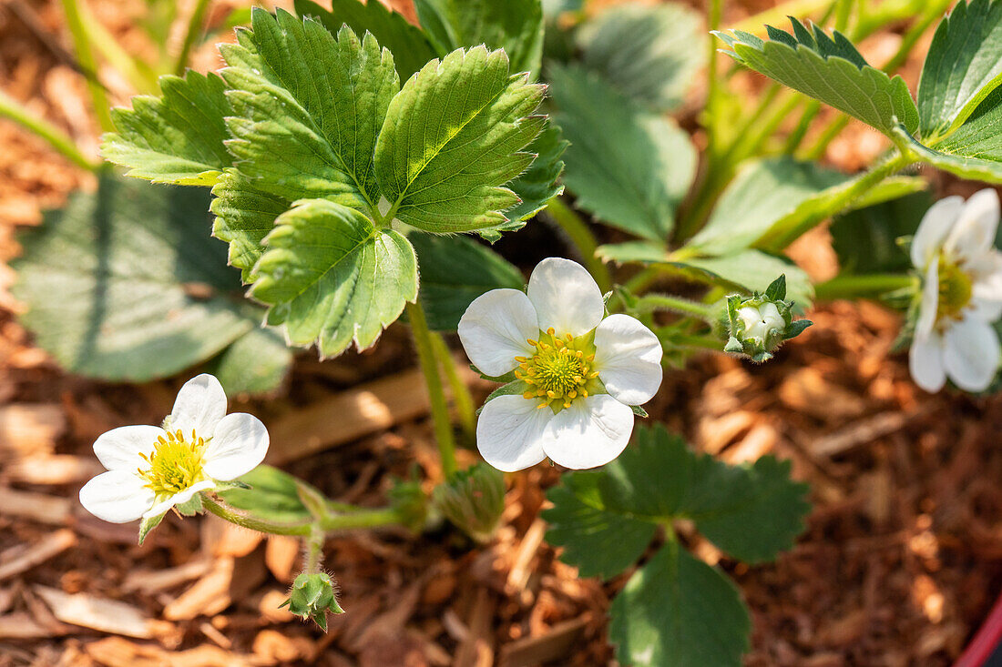 Fragaria vesca 'Lucky Berry'®