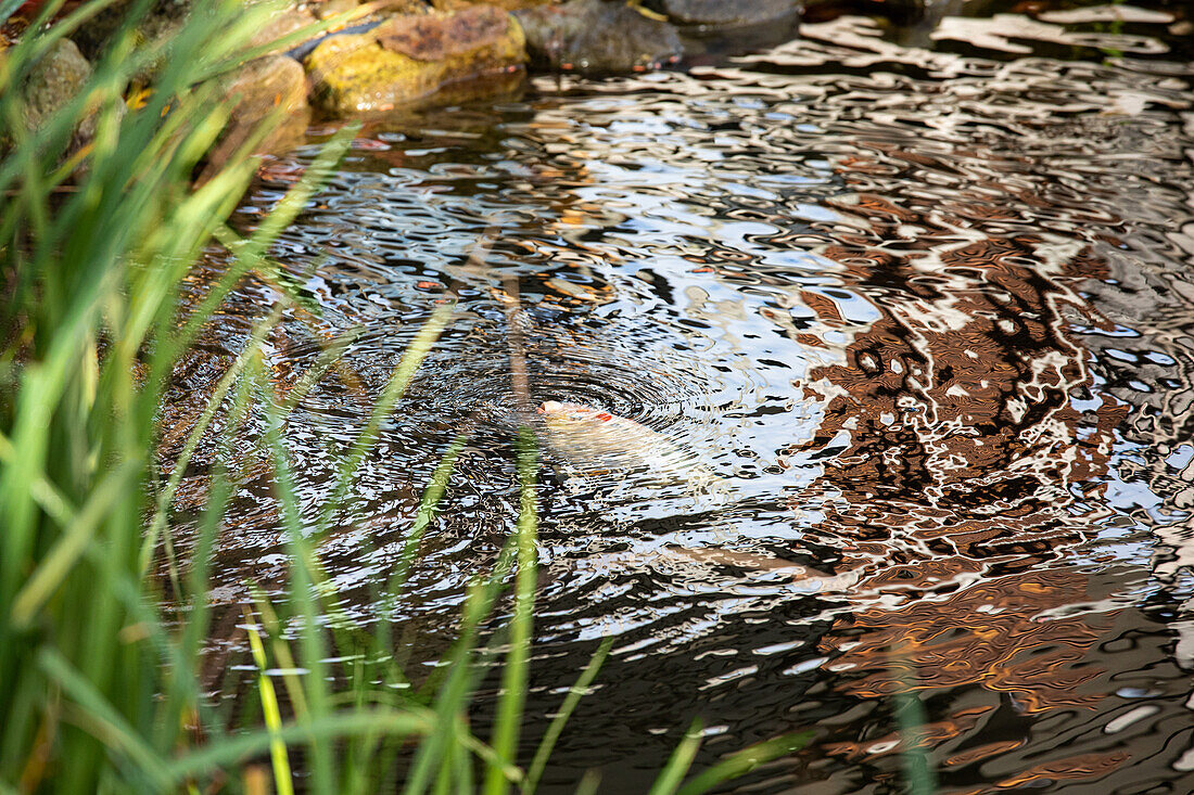 Koi in the pond