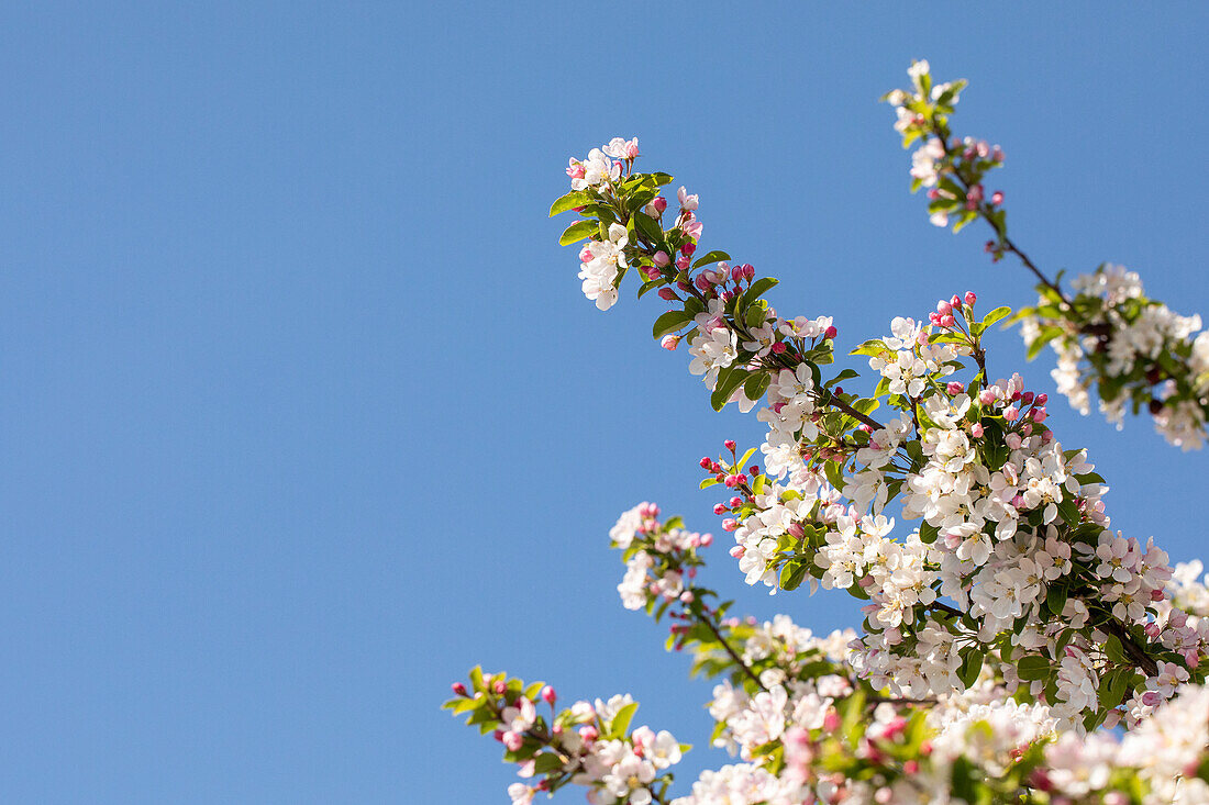 Malus x moerlandsii 'Red Sentinel'