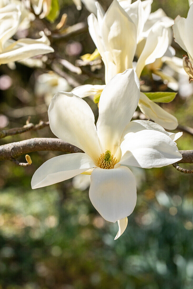 Magnolia 'Ivory Chalice'