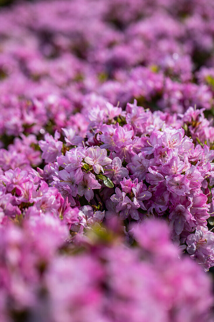 Rhododendron obtusum 'Negligé'®