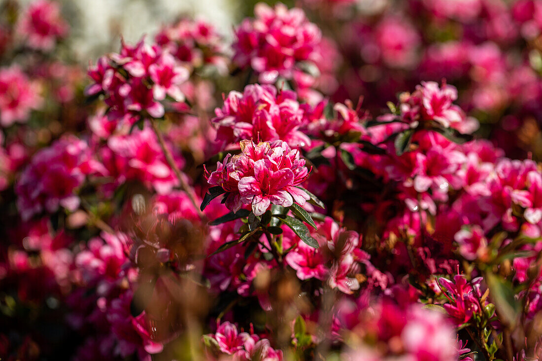 Rhododendron obtusum, pink