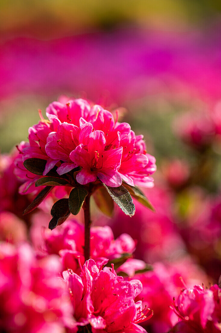 Rhododendron obtusum, pink