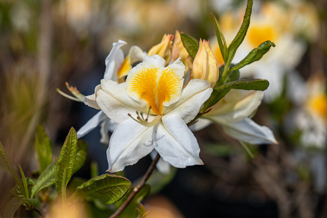 Rhododendron Knap-Hill