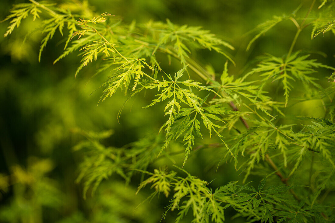 Acer palmatum 'Seiryu'