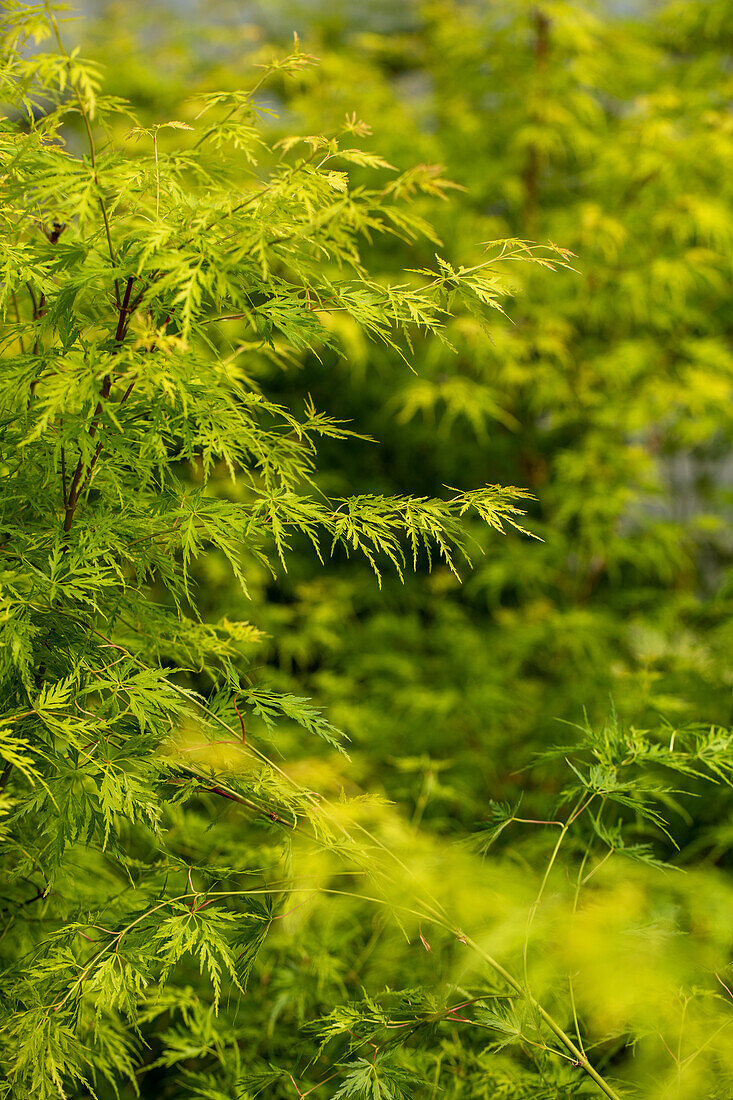 Acer palmatum 'Seiryu'