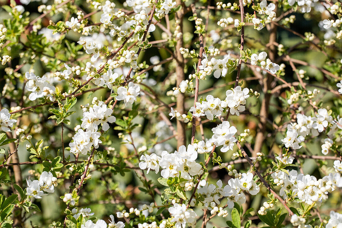 Exochorda x macrantha 'The Bride'