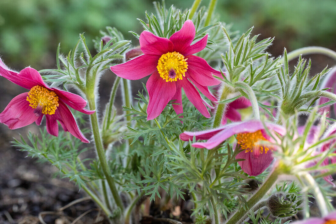 Pulsatilla vulgaris, red