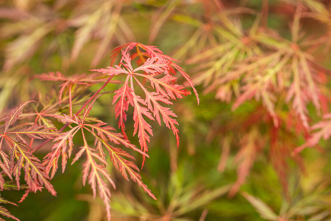 Acer palmatum 'Orangeola'