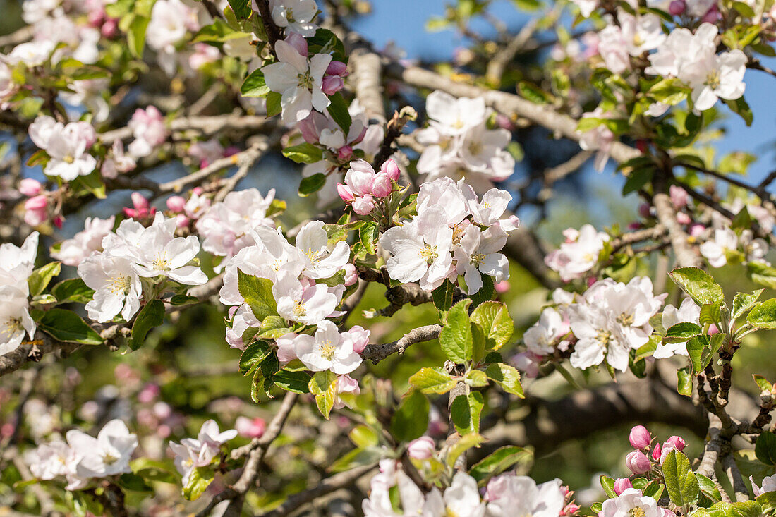 Malus Hybride