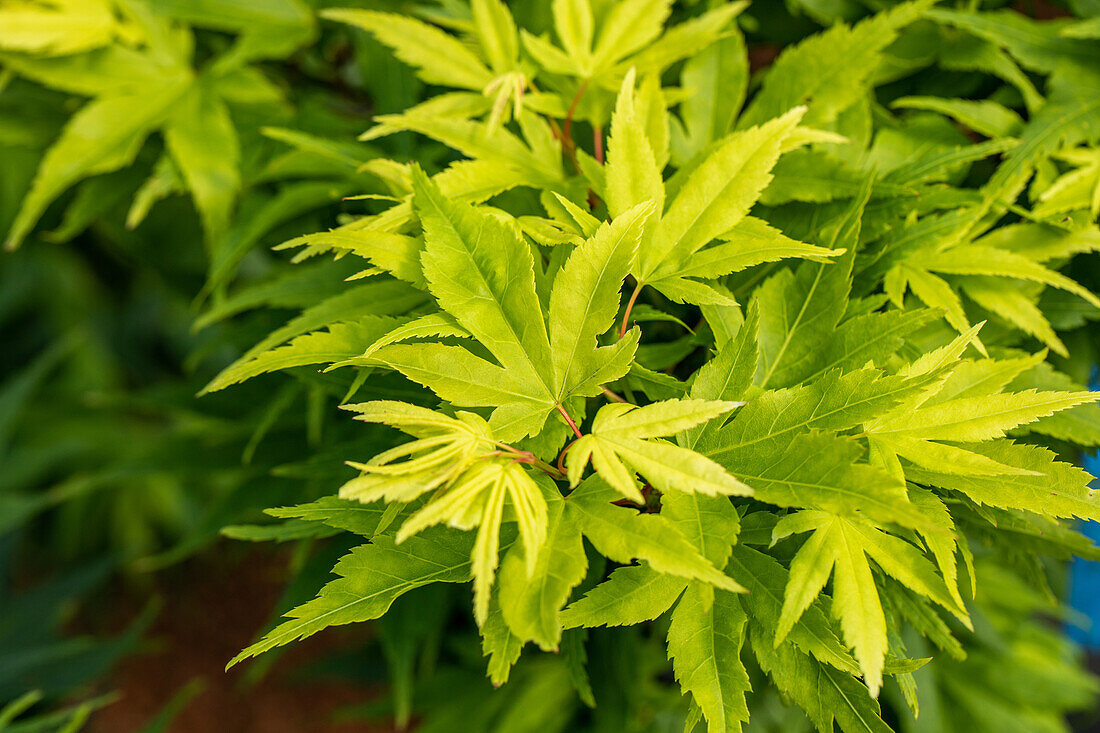 Acer palmatum 'Mikawa Yatsubusa'