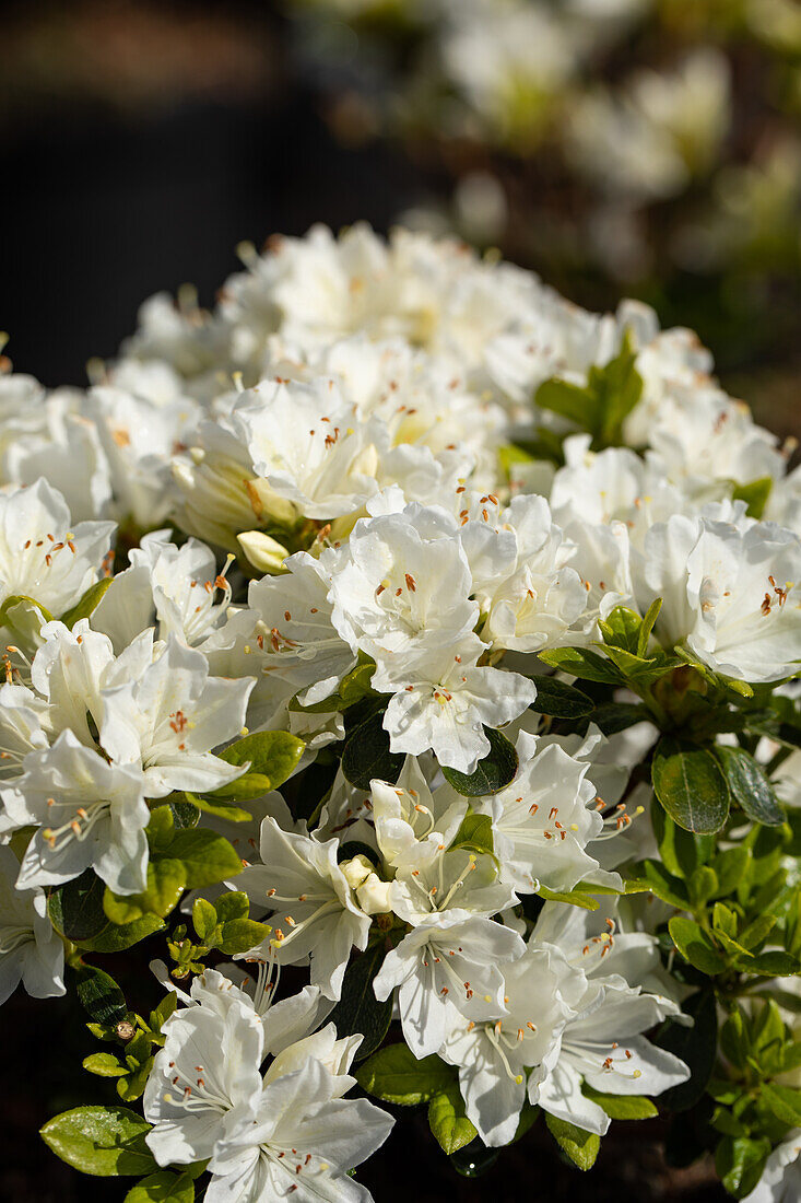 Rhododendron obtusum 'Kermesina Alba'
