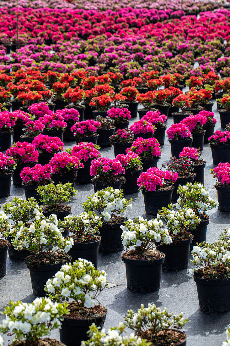Rhododendrons in nursery