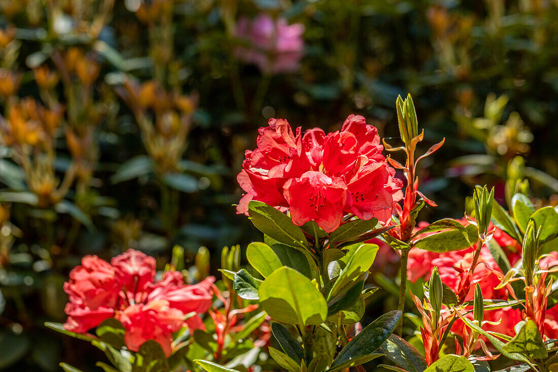Rhododendron 'Amaretto'