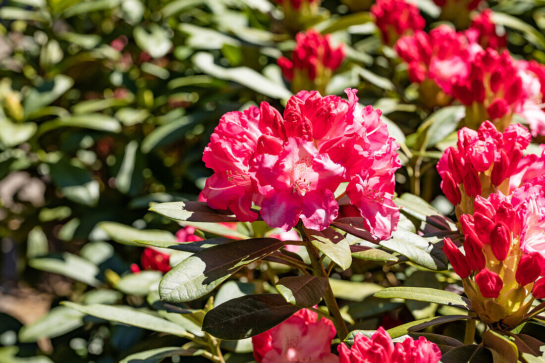 Rhododendron yakushimanum 'Pink Cloud'