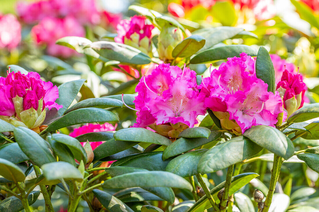 Rhododendron yakushimanum 'Rosita'