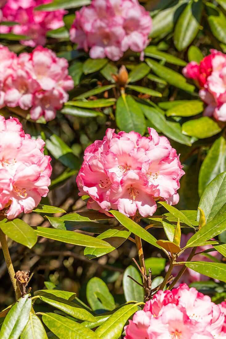 Rhododendron yakushimanum 'Valerie'