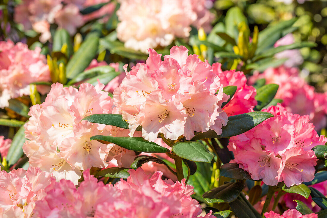 Rhododendron yakushimanum 'Tatjana'