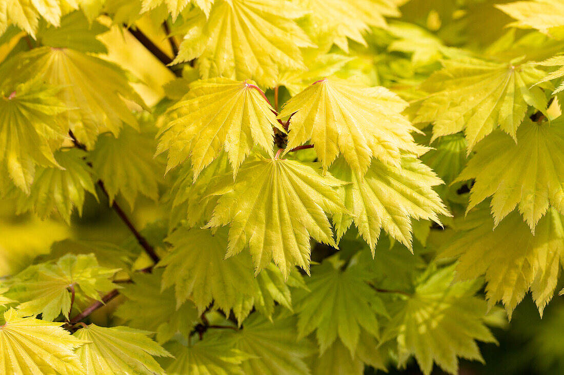 Acer shirasawanum 'Aureum'