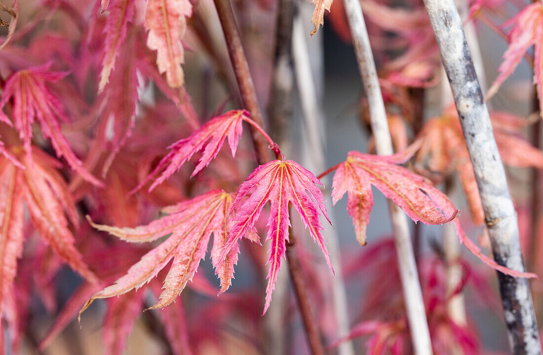 Acer palmatum 'Phoenix'