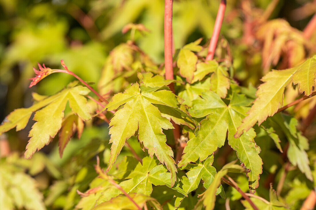 Acer palmatum 'Bi-hoo'