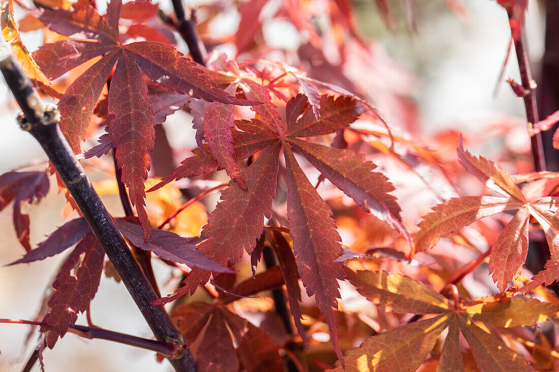 Acer palmatum 'Skeeter's Broom'