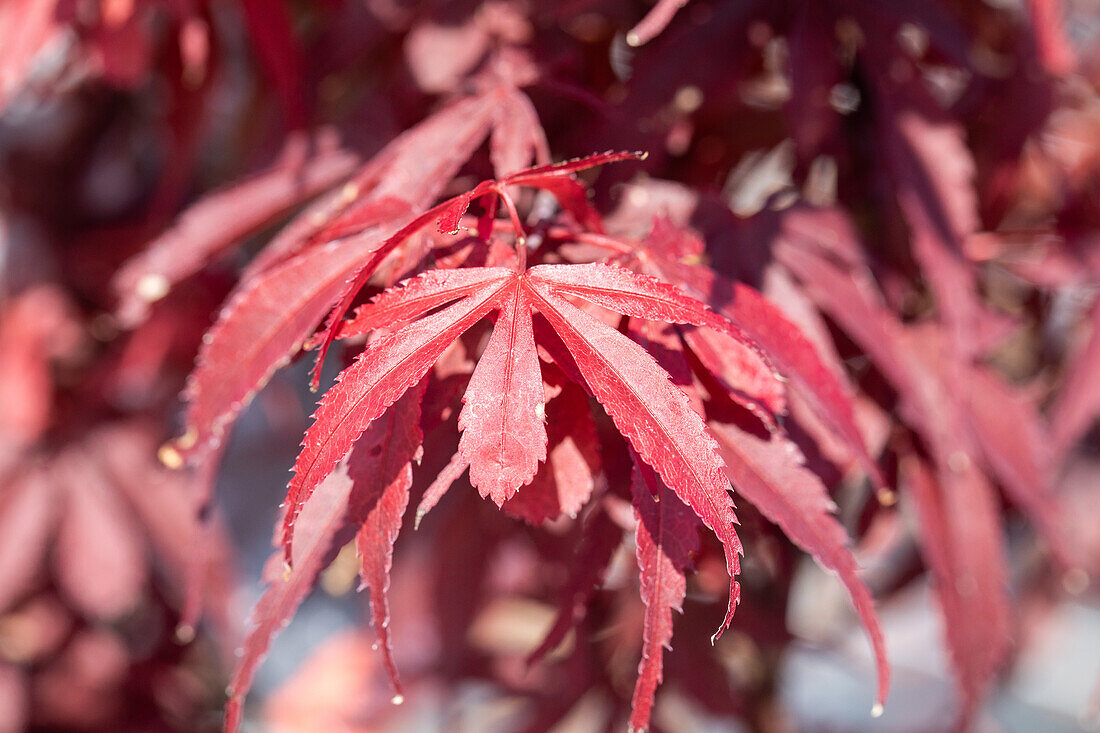 Acer palmatum 'Skeeter's Broom'