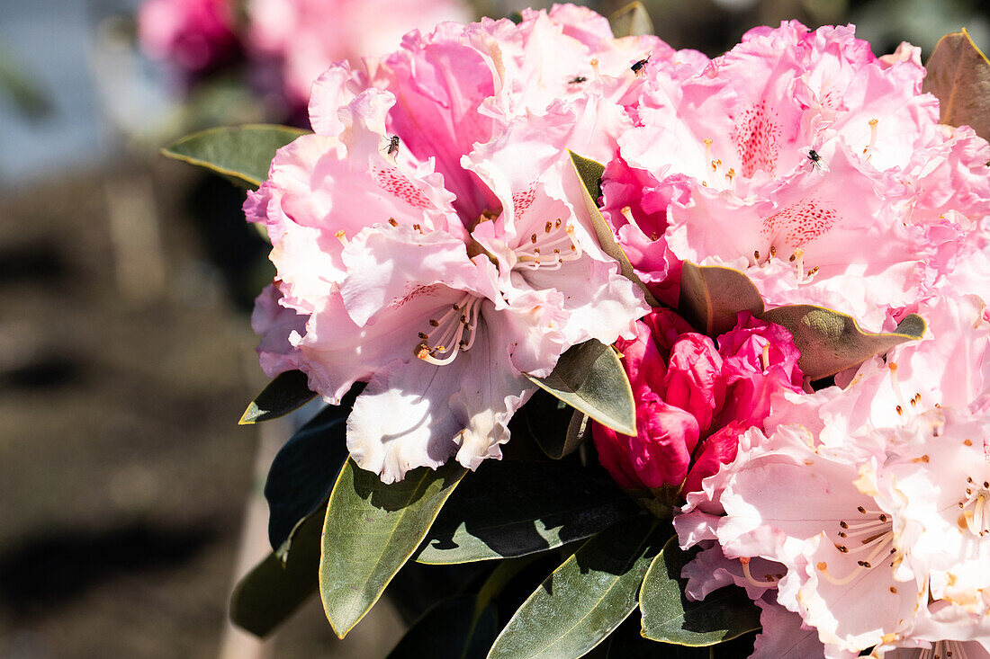 Rhododendron yakushimanum 'Heinje's Magic Flute'