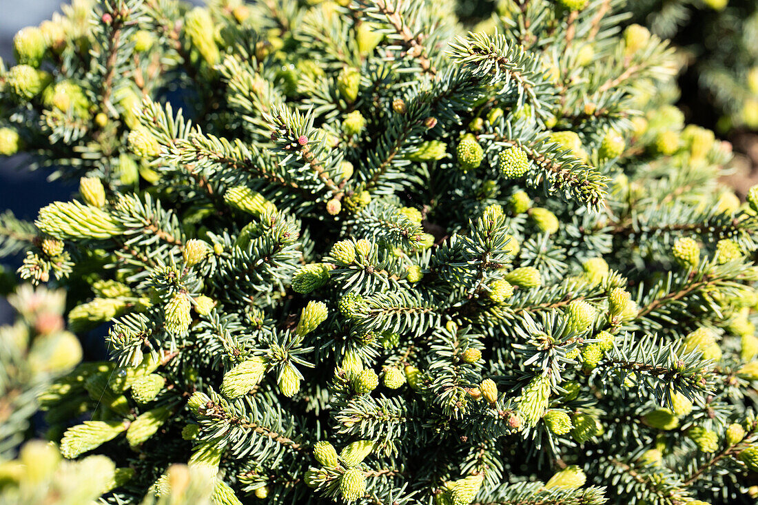 Picea glauca 'Echiniformis'