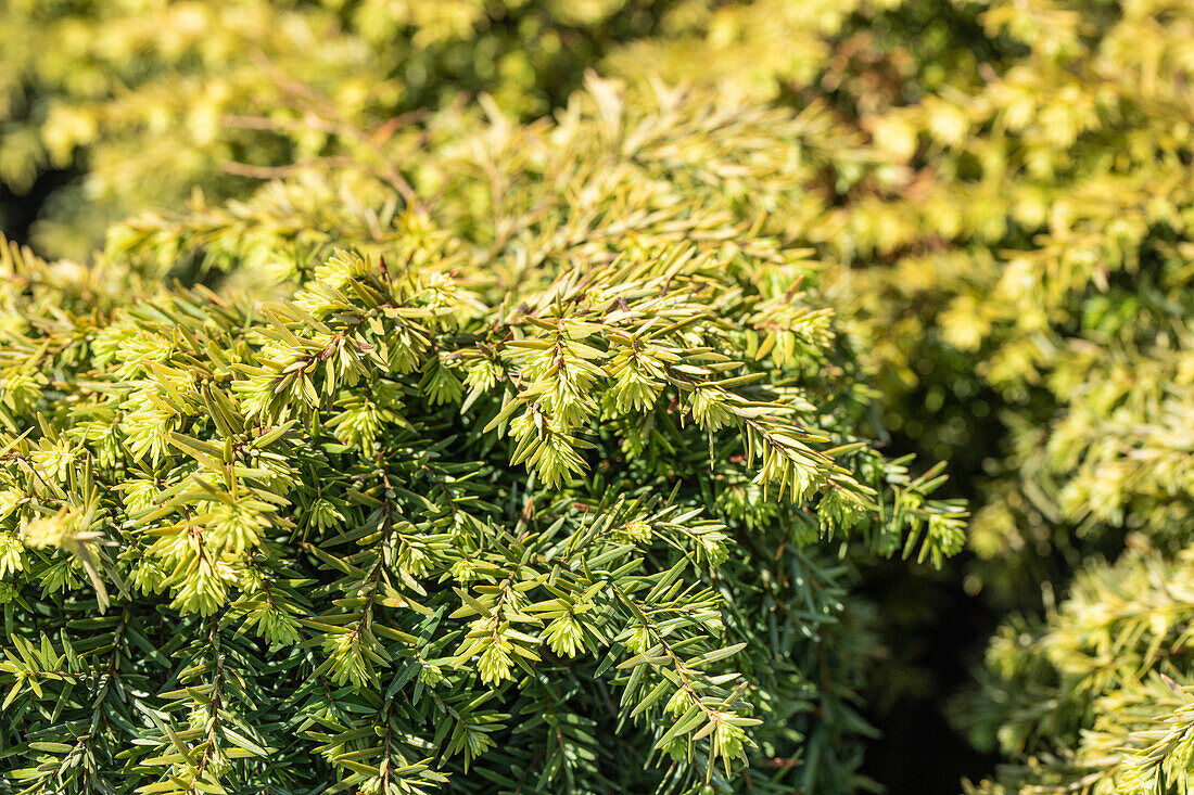 Tsuga canadensis 'Jeddeloh'