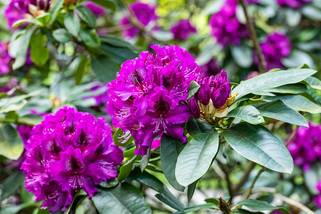 Rhododendron 'Blaue Jungs'