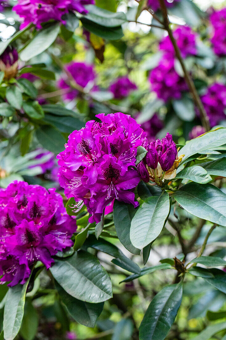 Rhododendron 'Blaue Jungs'