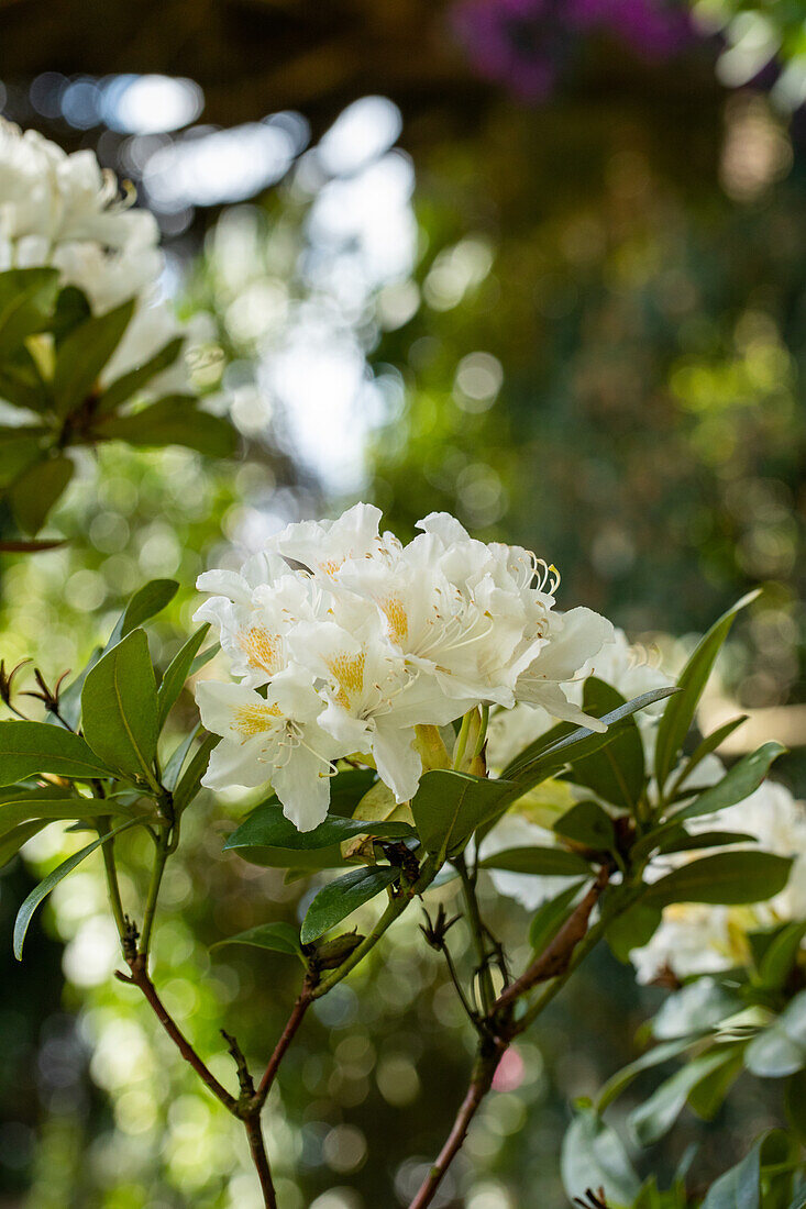 Rhododendron 'Dairymaid'