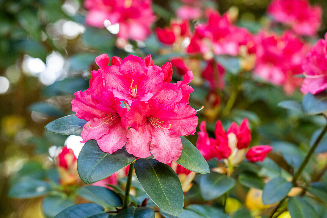 Rhododendron williamsianum 'Wilgen´s Surprise'