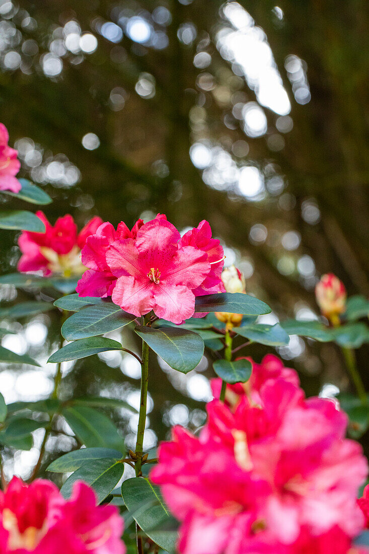 Rhododendron williamsianum 'Wilgen's Surprise'