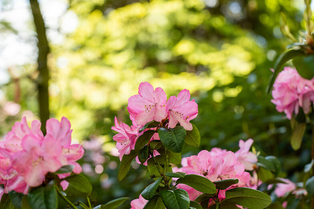 Rhododendron williamsianum 'City of Essen'