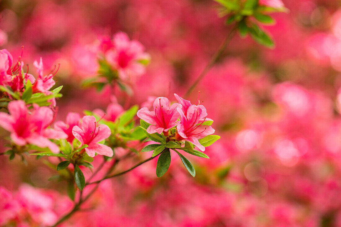 Rhododendron obtusum, rosa