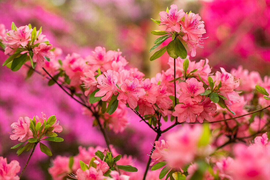 Rhododendron obtusum, pink