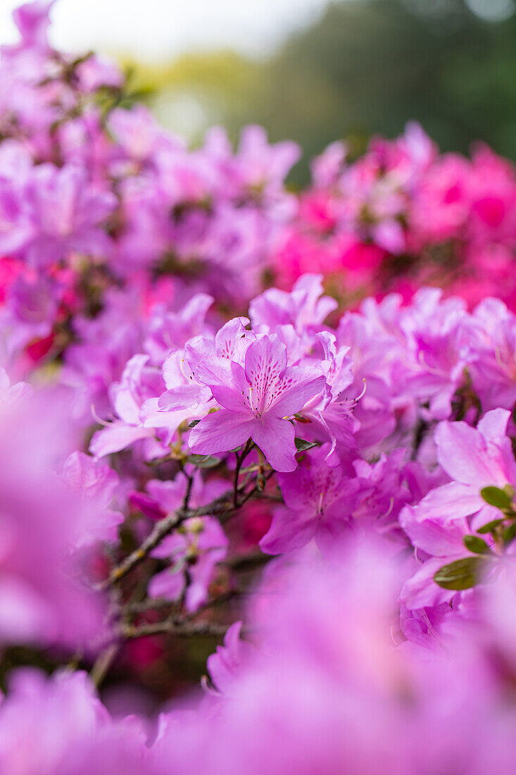 Rhododendron obtusum, pink