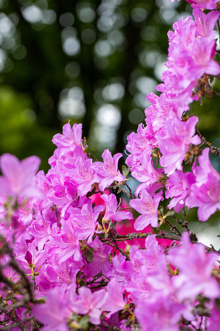 Rhododendron obtusum, purple