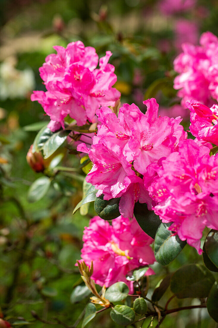 Rhododendron williamsianum 'Irmelies'