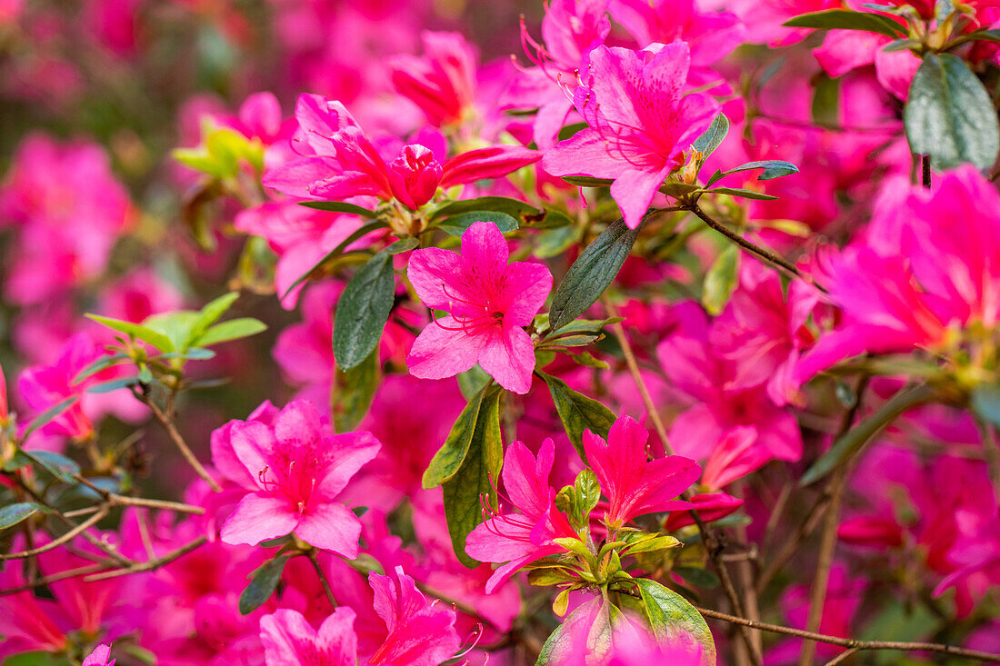 Rhododendron obtusum, pink